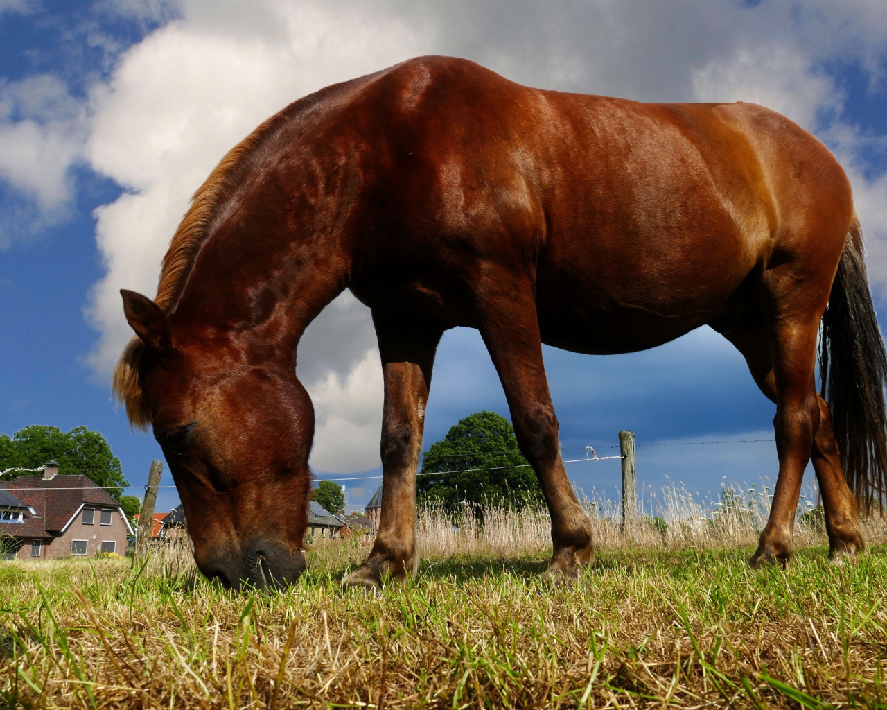 Коричневая лошадь пасется на ферме