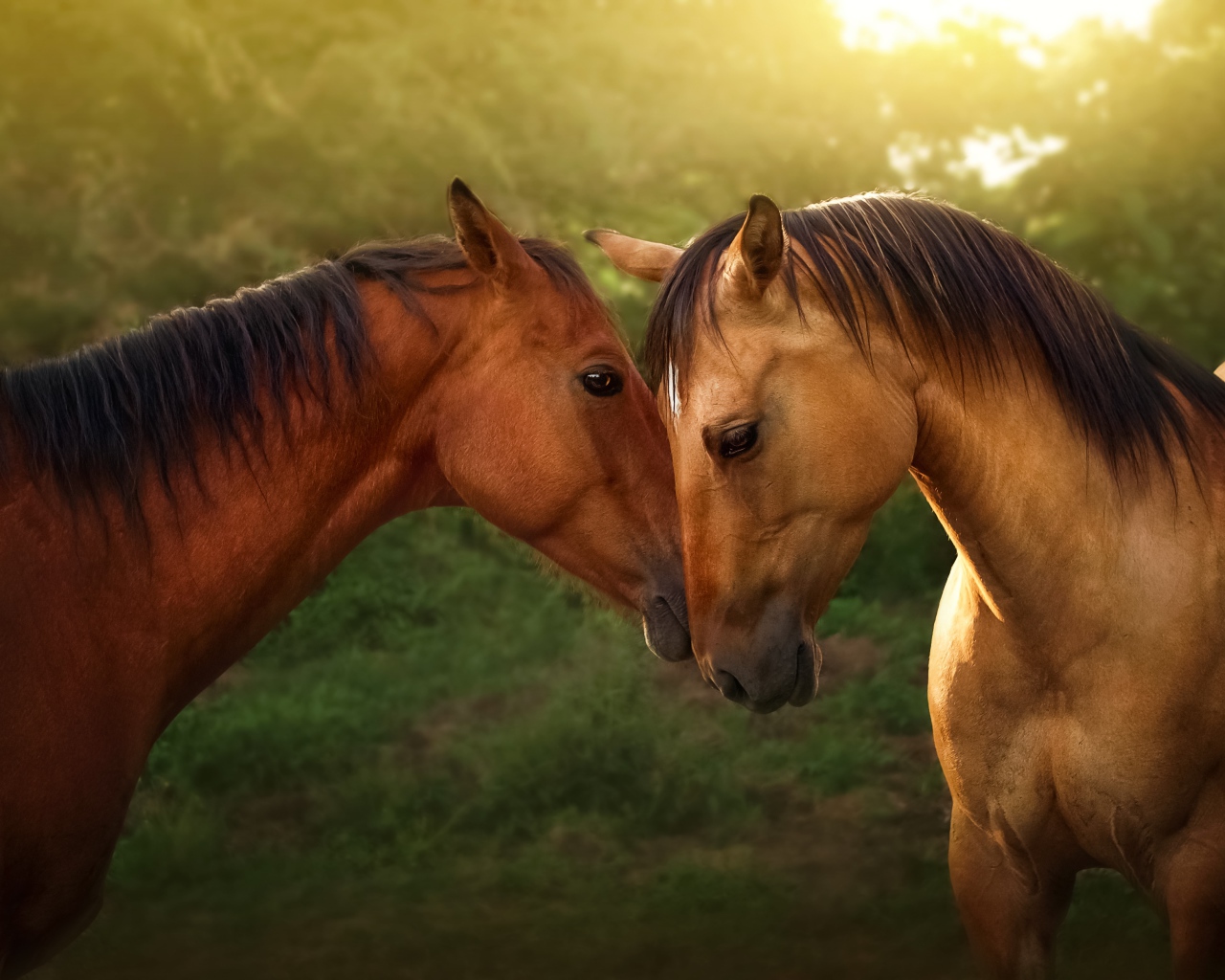 Пара красивых коричневых лошадей