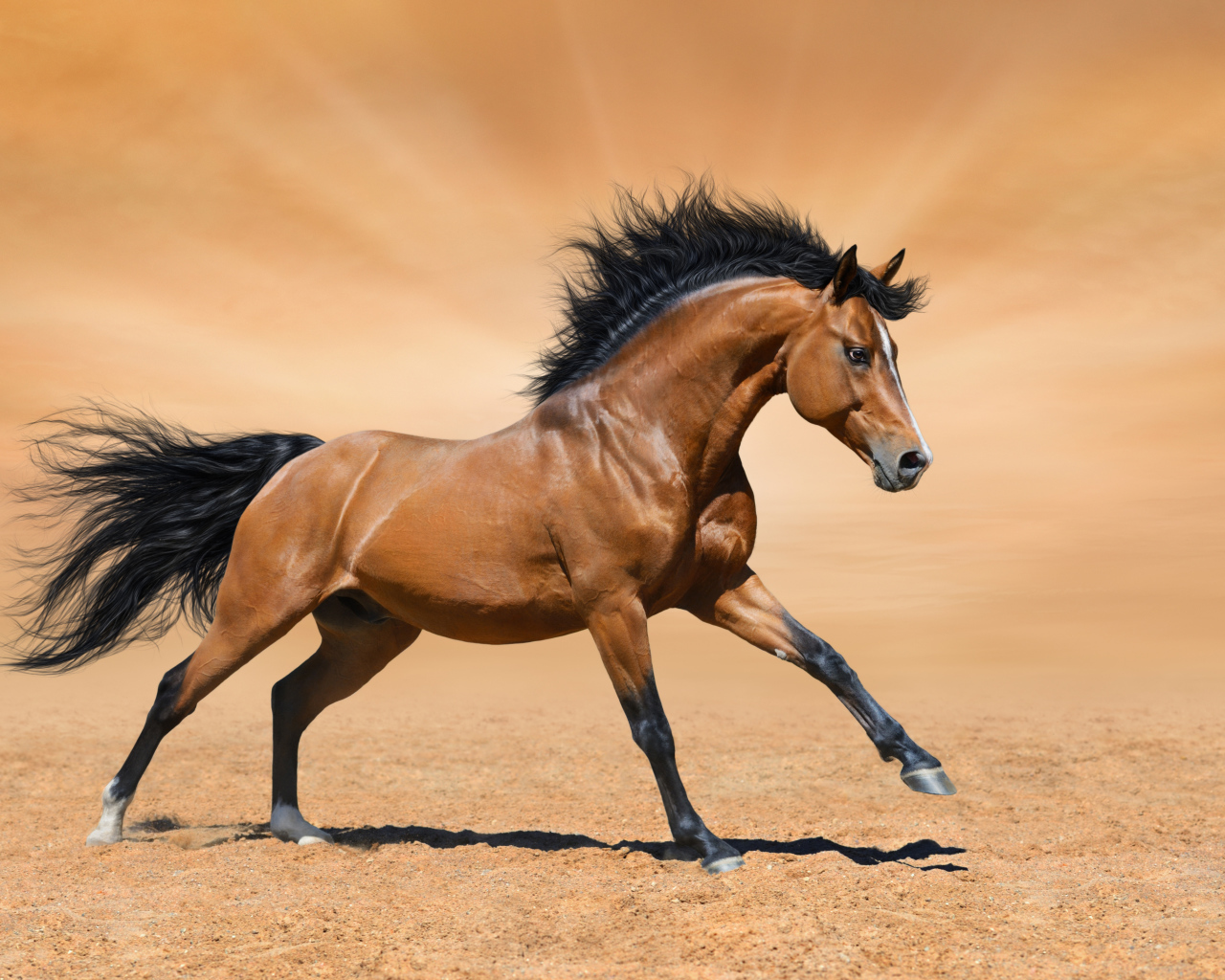 Красивая коричневая лошадь скачет по песку