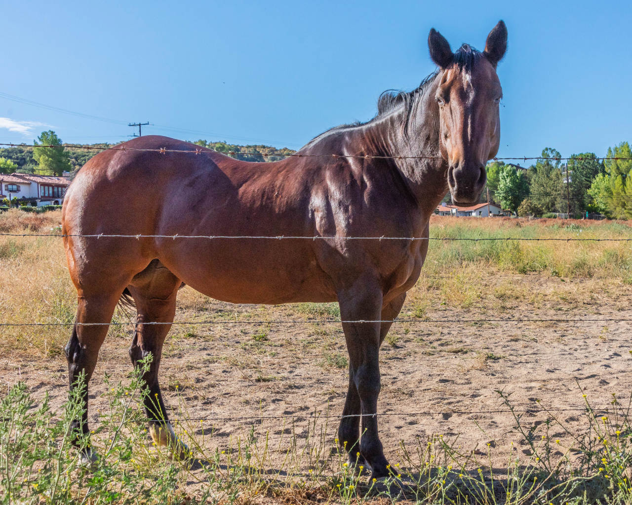 Большая коричневая лошадь на ферме