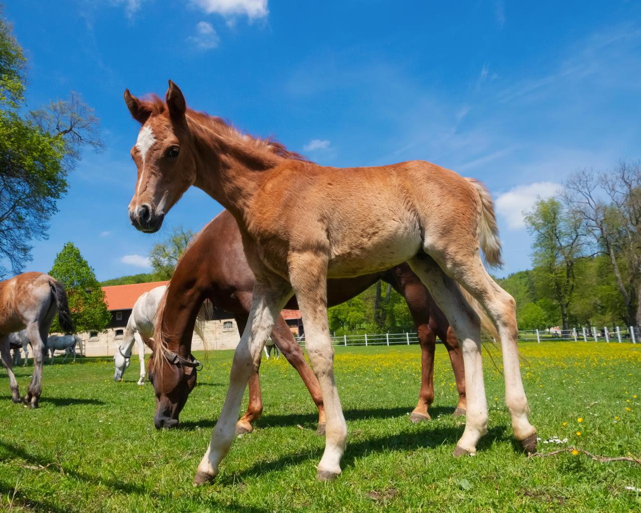 Жеребенок на ферме с лошадьми на фоне голубого неба