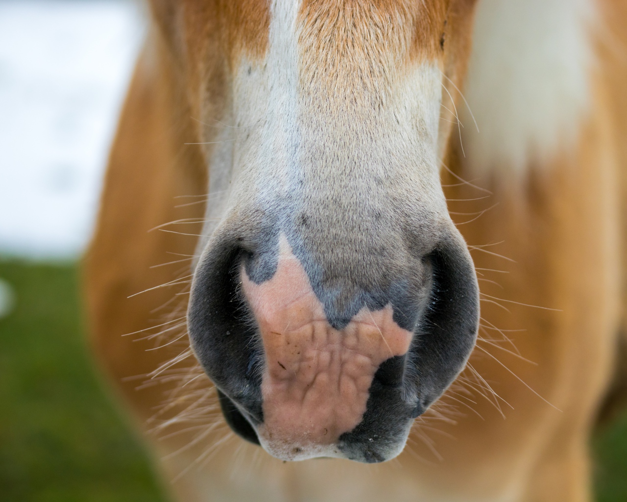 Нос большой коричневой лошади
