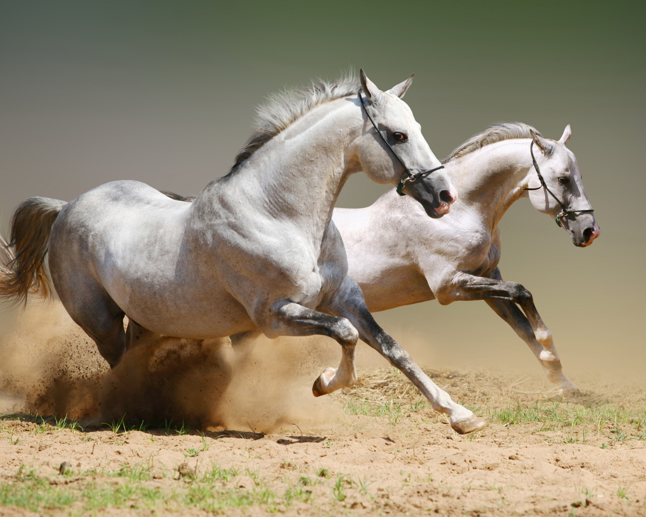 Две красивые белые лошади скачут по песку 
