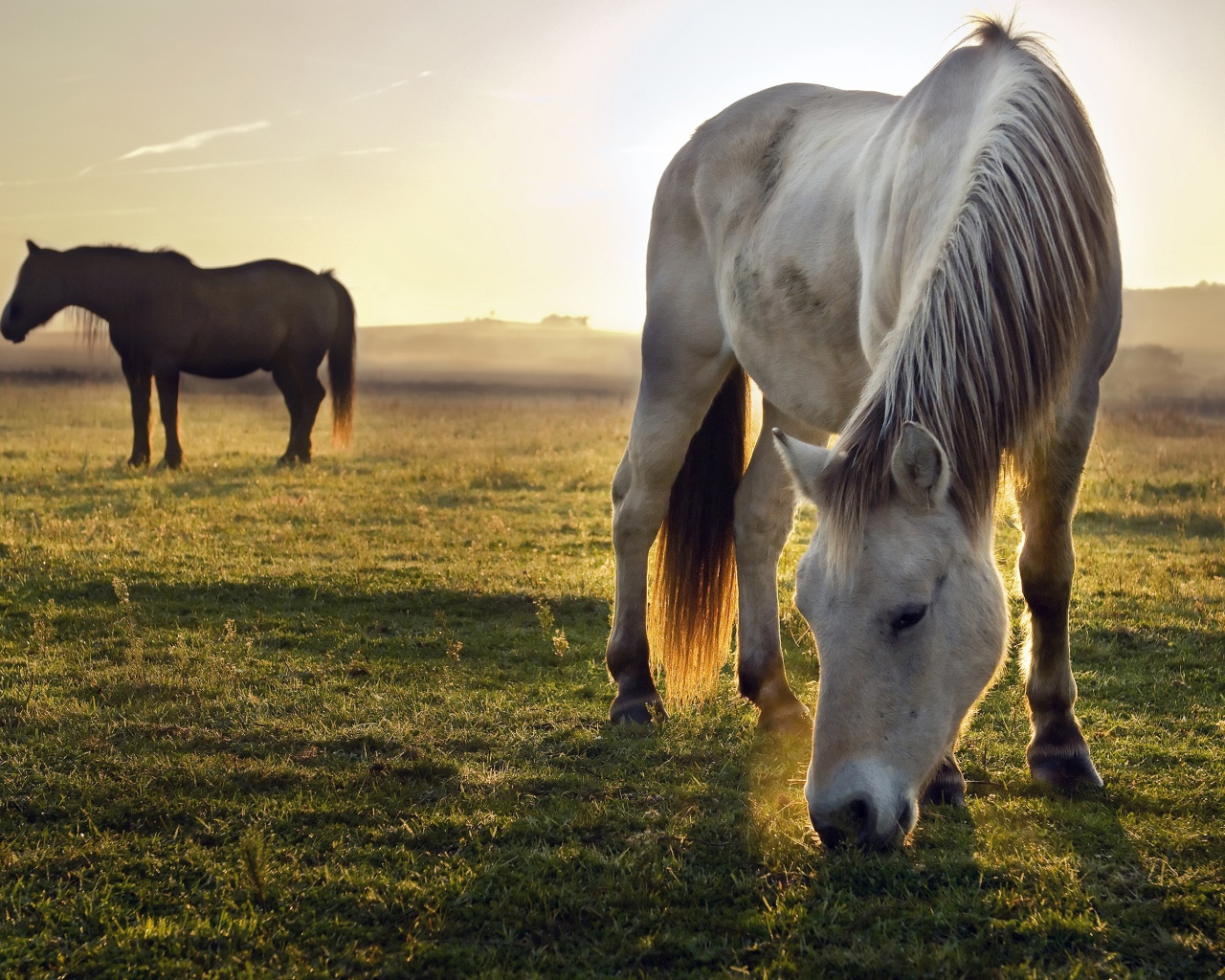 Две лошади пасутся на зеленой траве на рассвете 