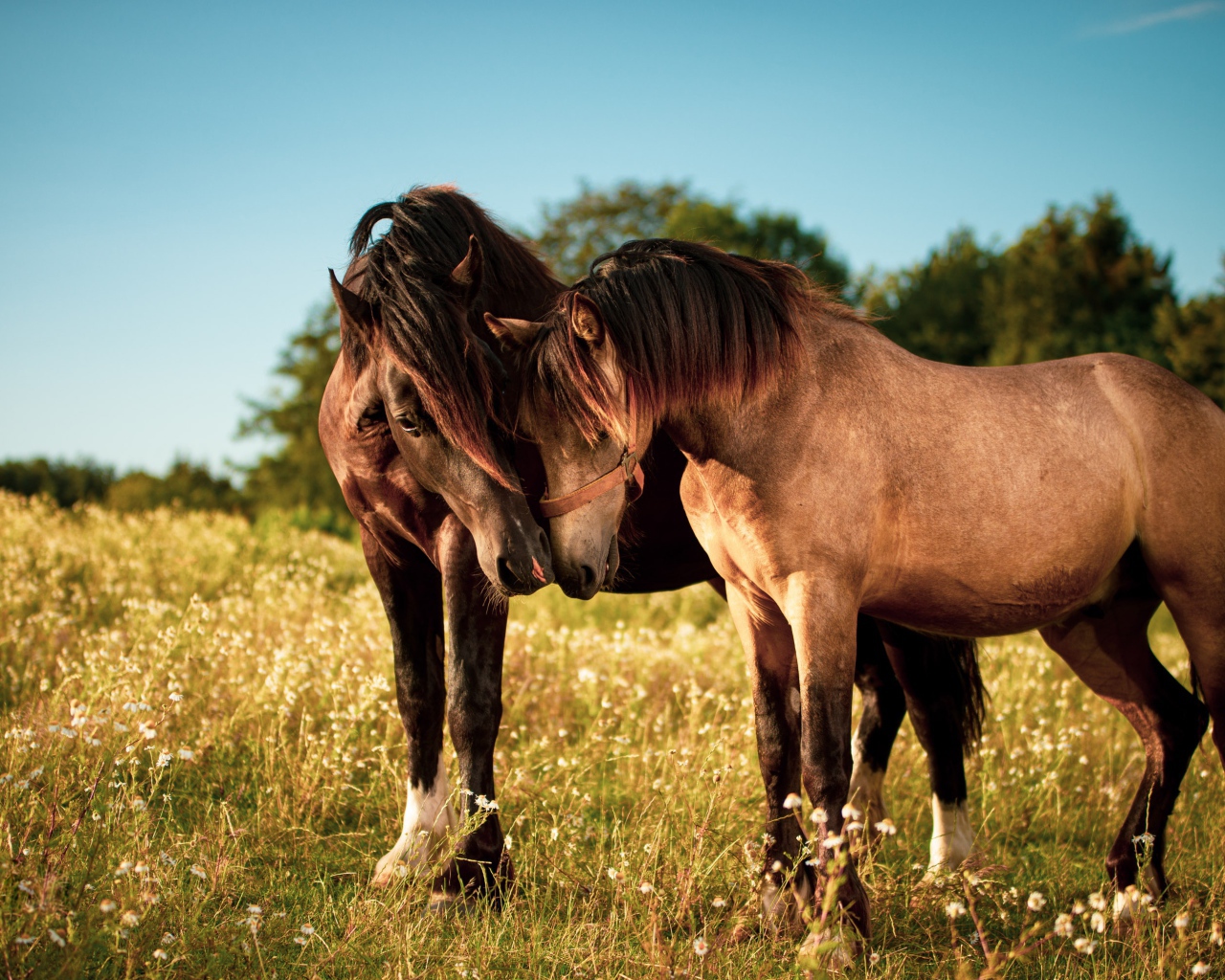 Две влюбленные лошади пасутся на зеленой траве