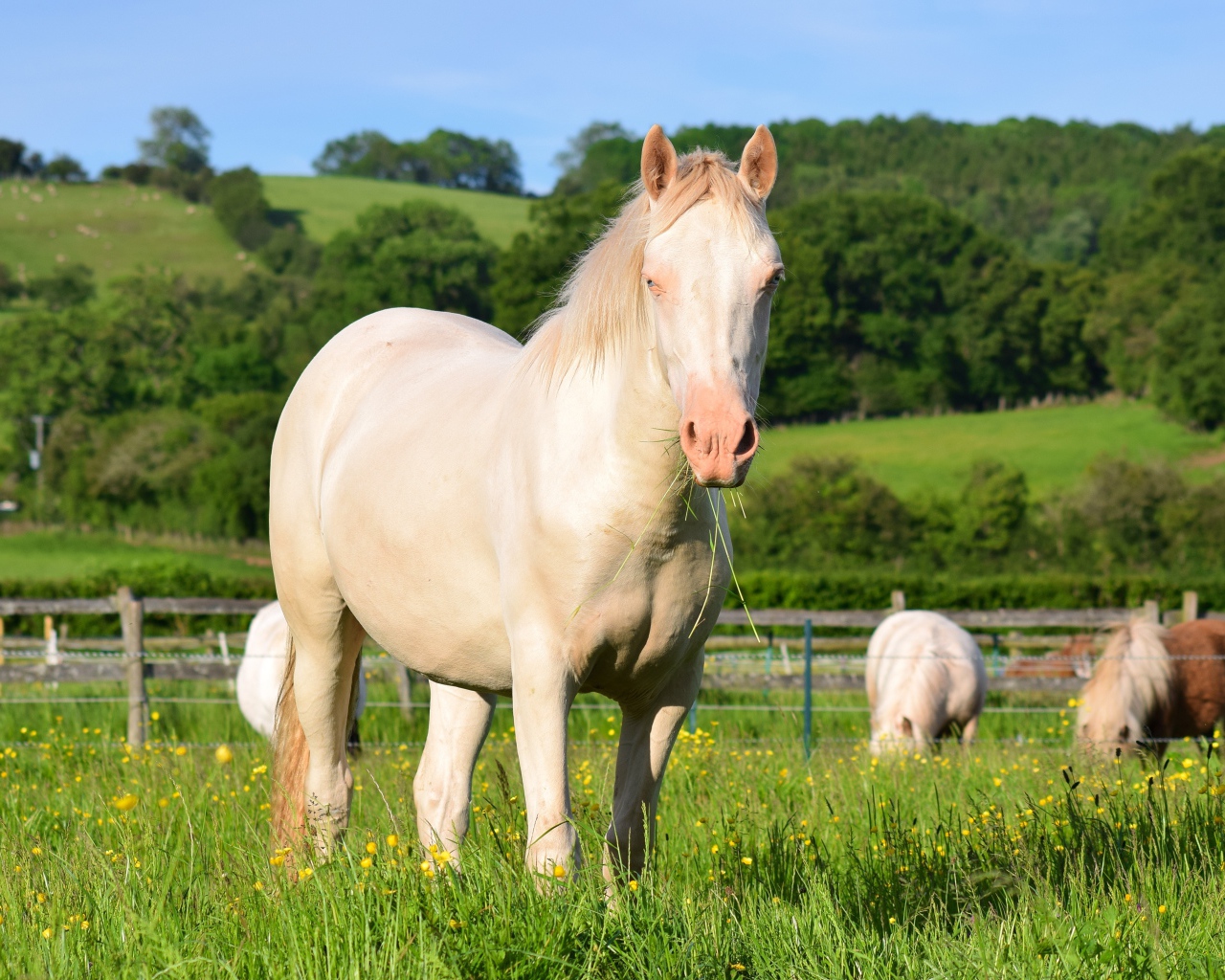 Белая лошадь пасется на ферме