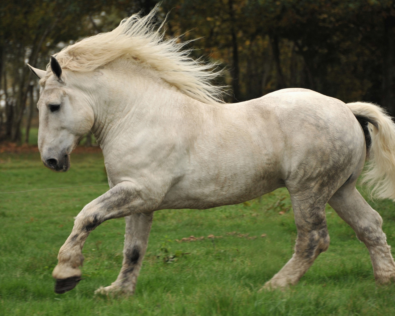 Белая лошадь идет по зеленой траве