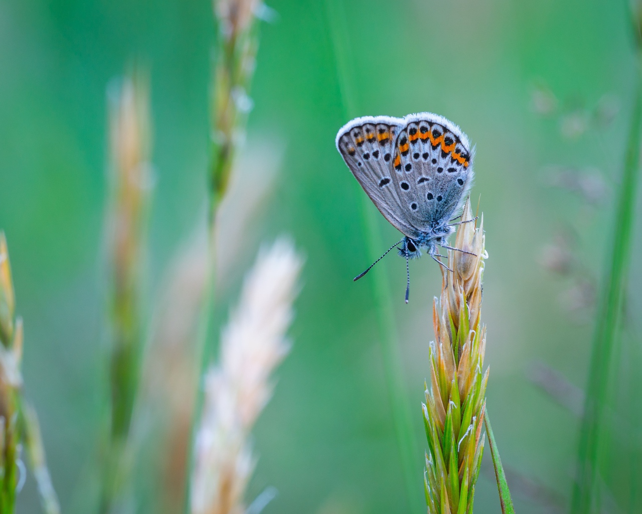 Красивая голубая бабочка сидит на колоске