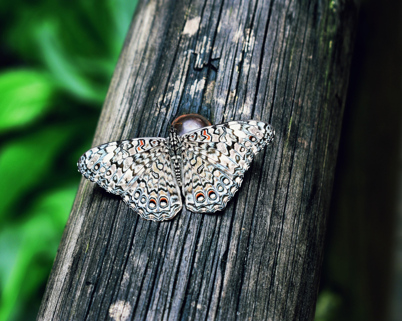 Красивая бабочка сидит на деревянном столбе