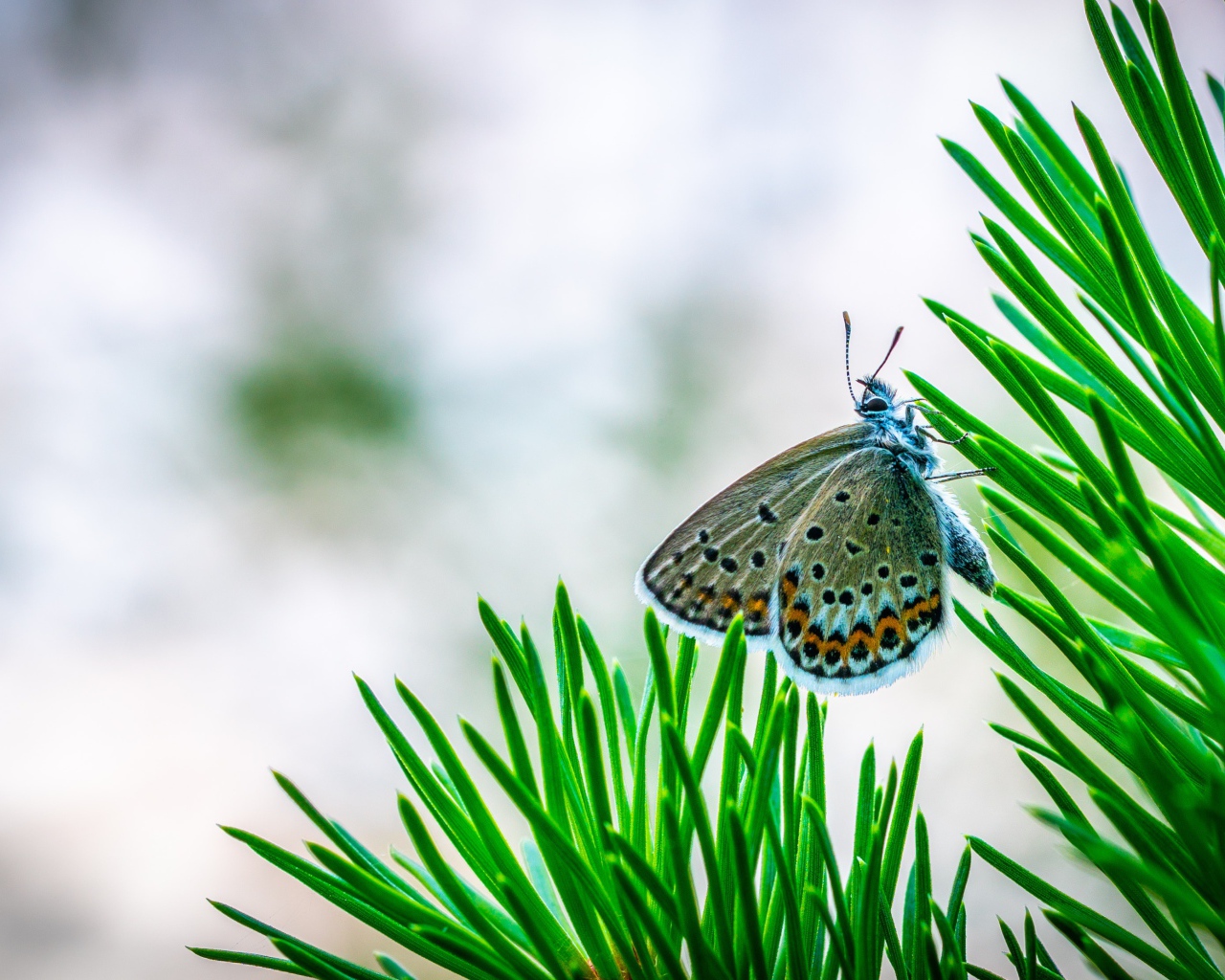 Бабочка сидит на зеленой ветке ели