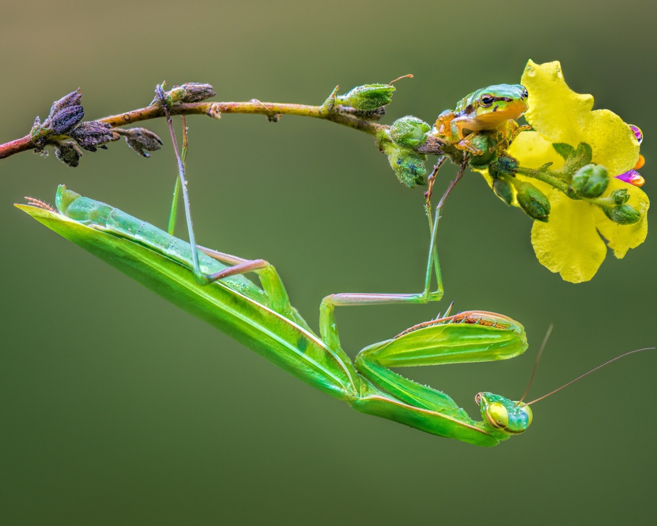 Зеленый богомол сидит на желтом цветке