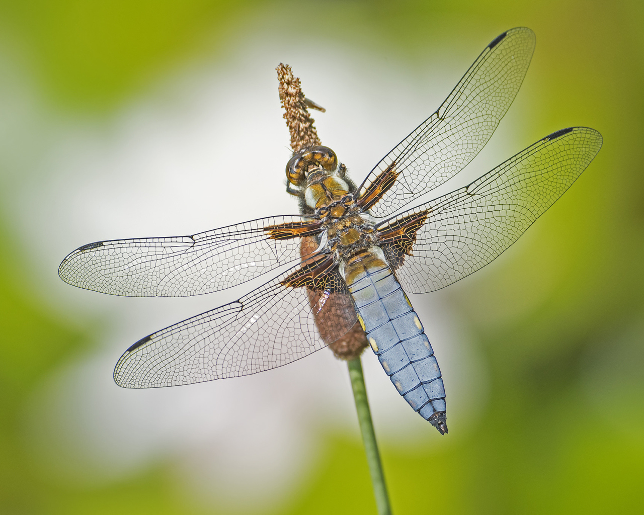 Большая стрекоза сидит на траве