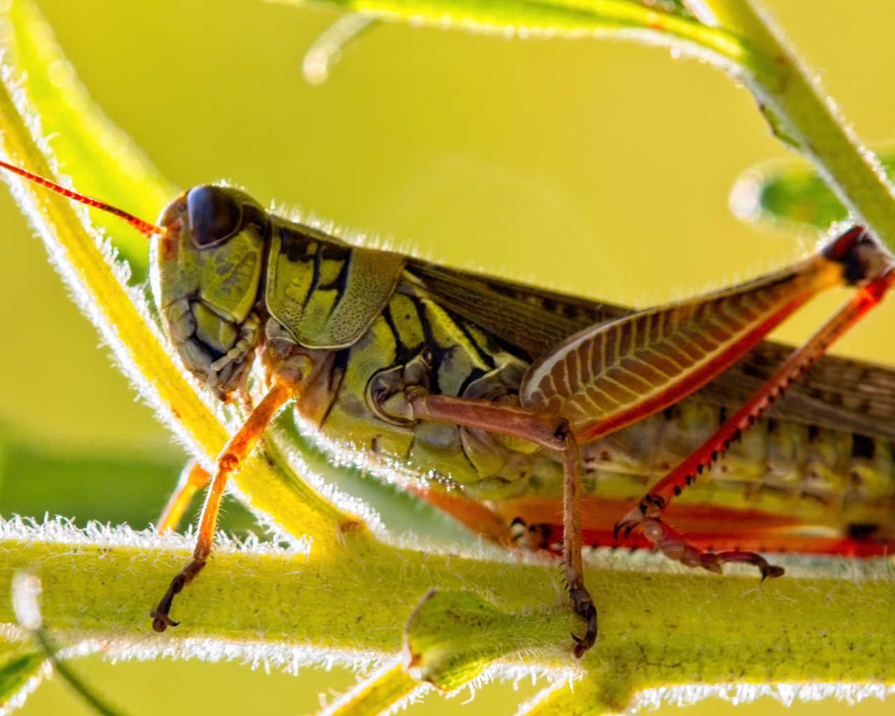 Большой кузнечик сидит на зеленой ветке