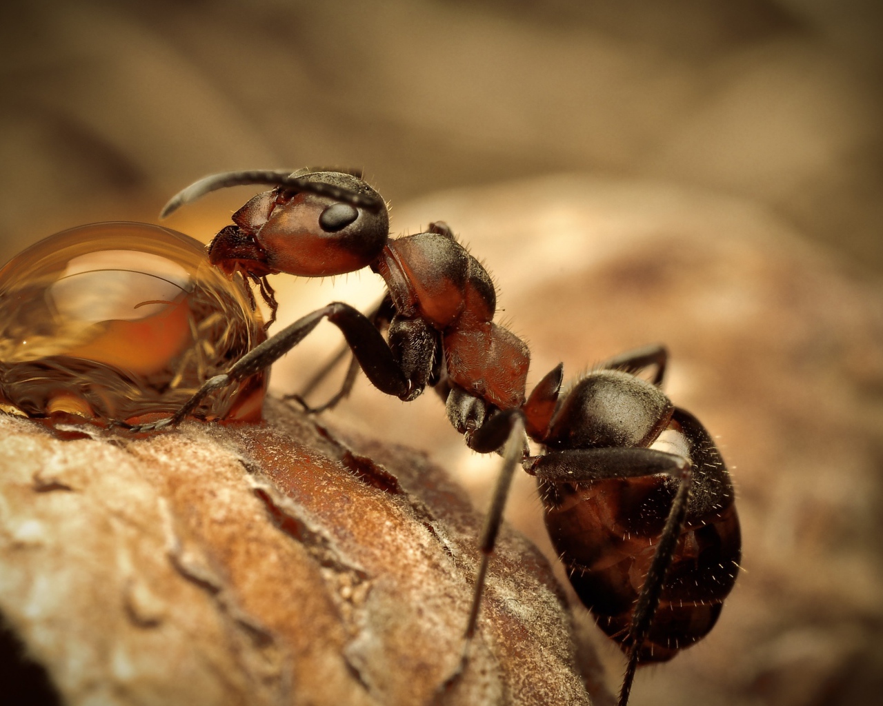 Муравей пьет росу макросъемка 