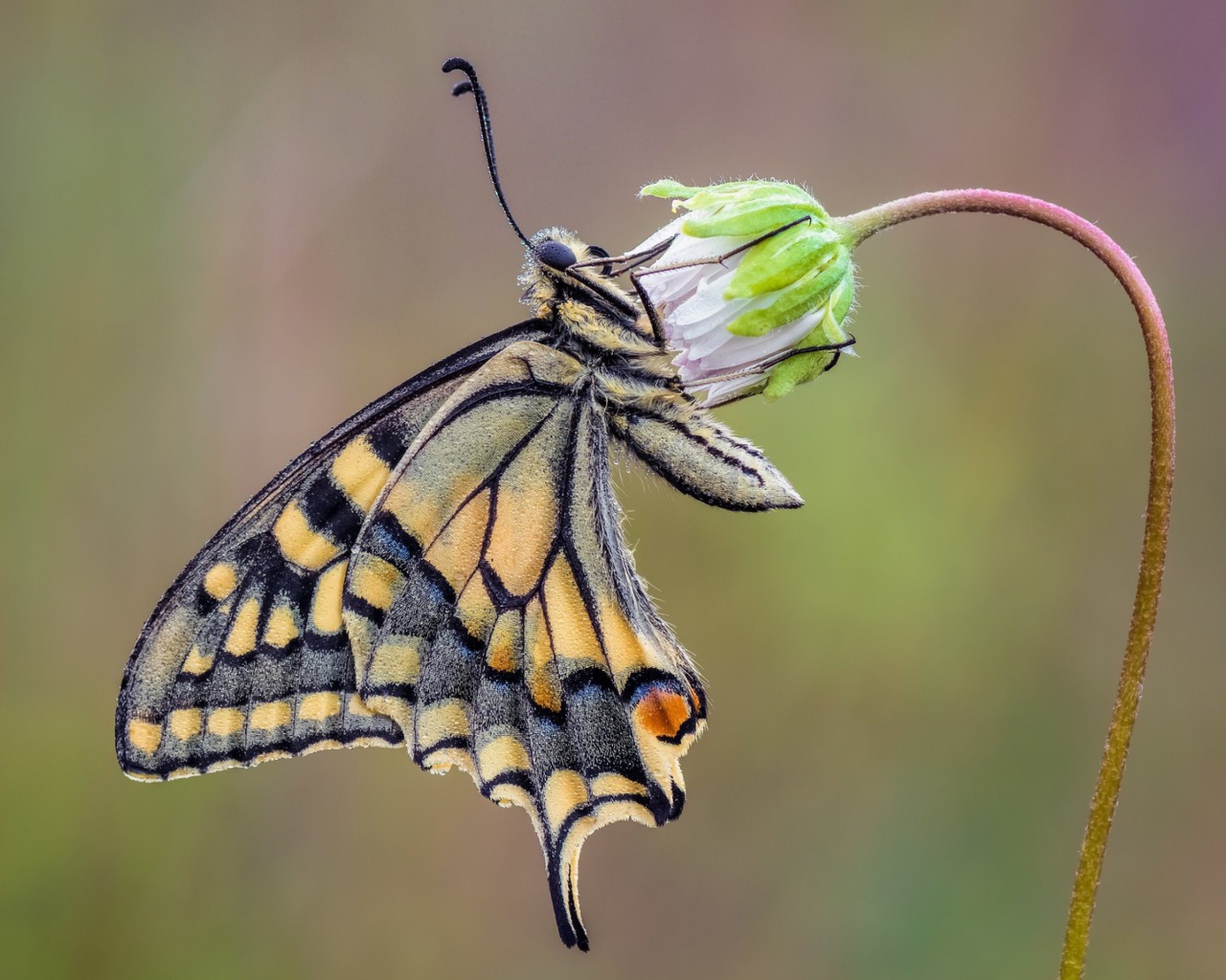 Красивая бабочка махаон сидит на цветке