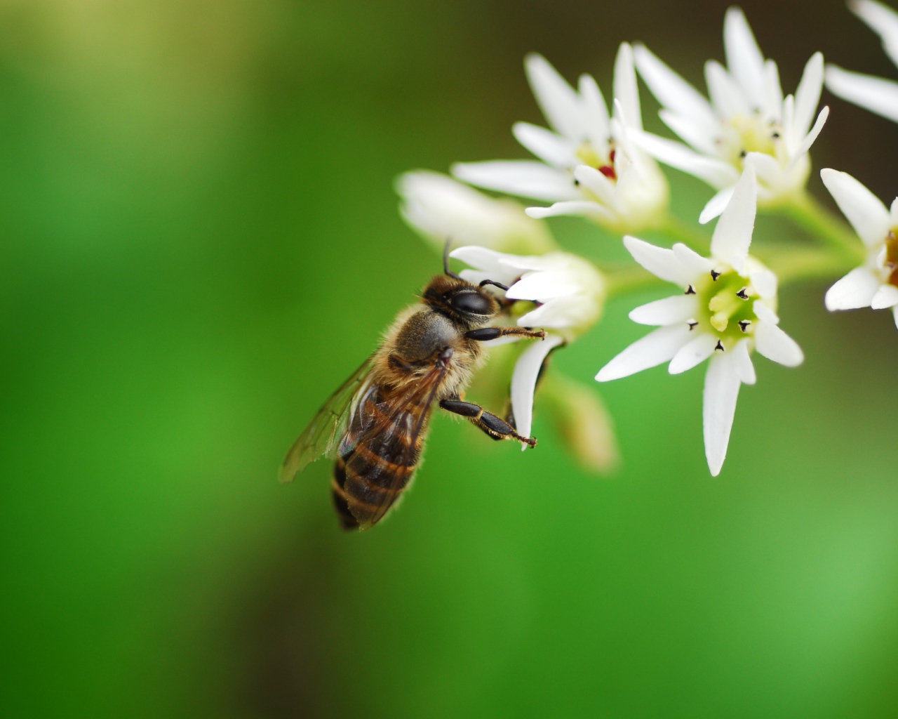 Пчела собирает нектар с белых цветов 