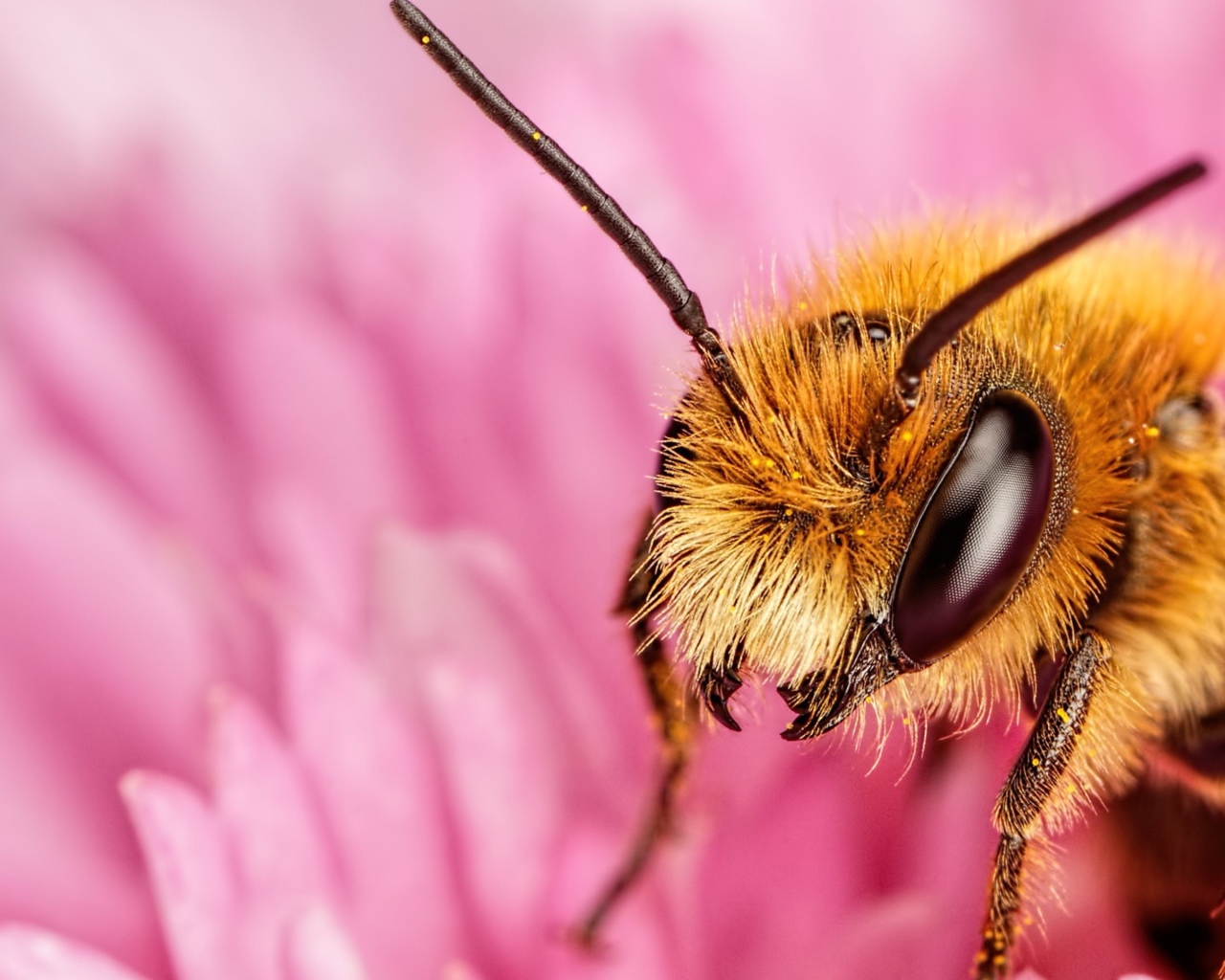 Пчела на розовом цветке крупным планом