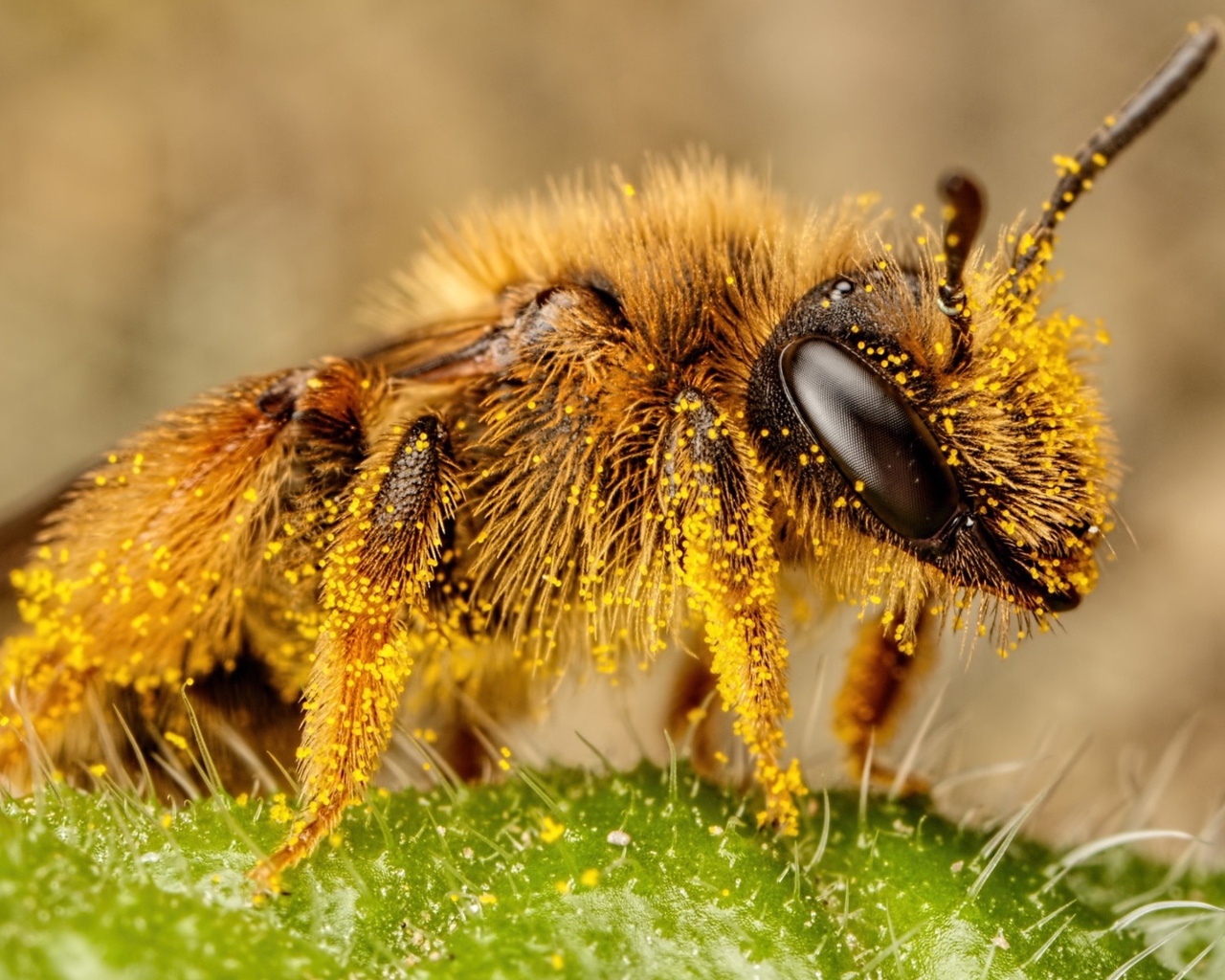 Пчела в пыльце крупным планом