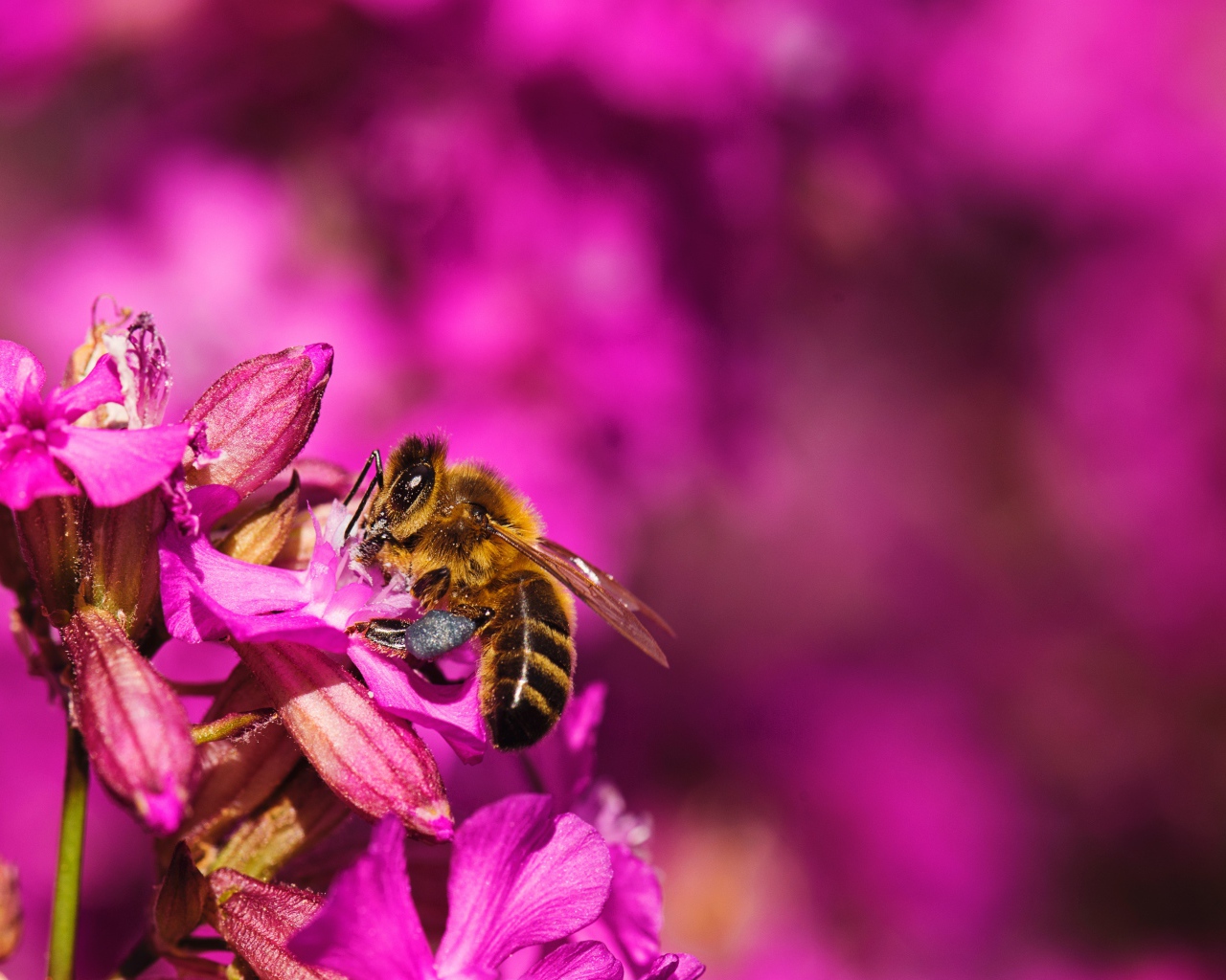 Пчела сидит на розовом цветке