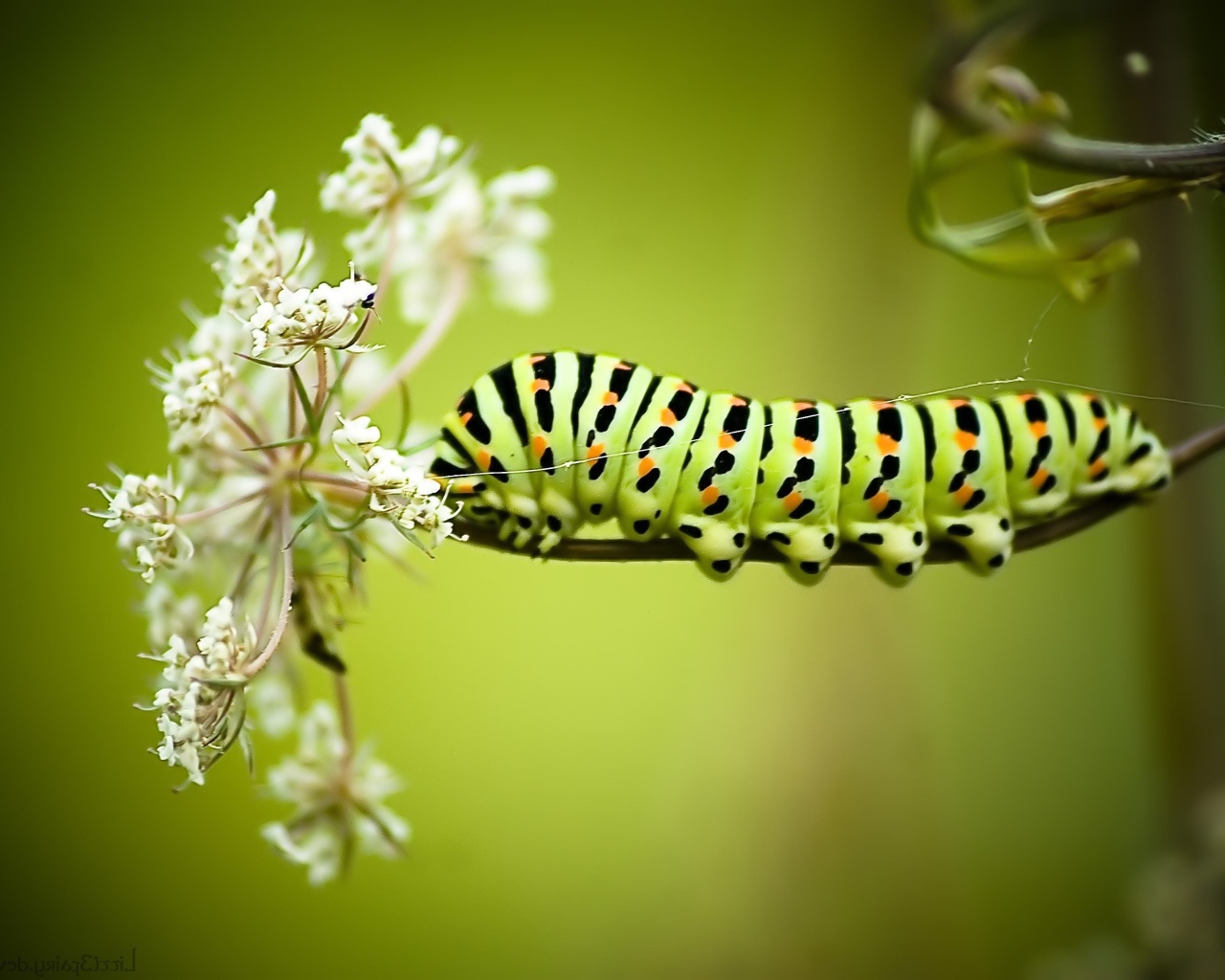 Большая гусеница на белом полевом цветке 