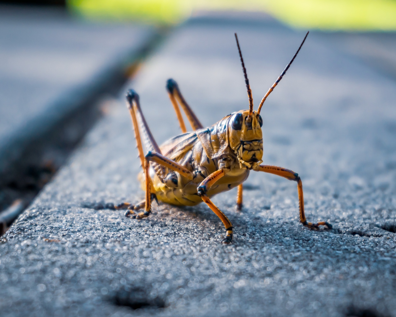 Большой кузнечик сидит на дороге