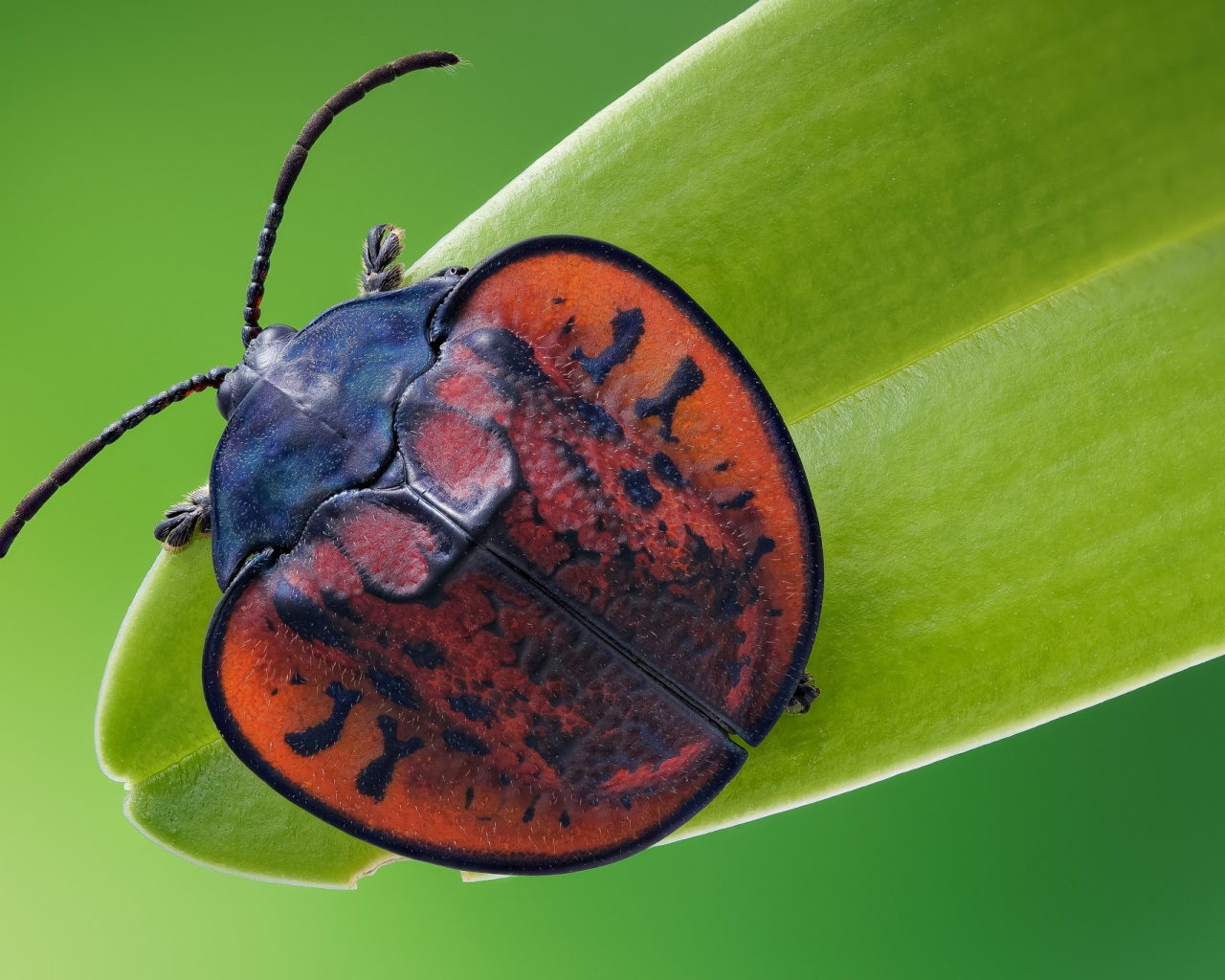 Большой красный клоп сидит на зеленой траве