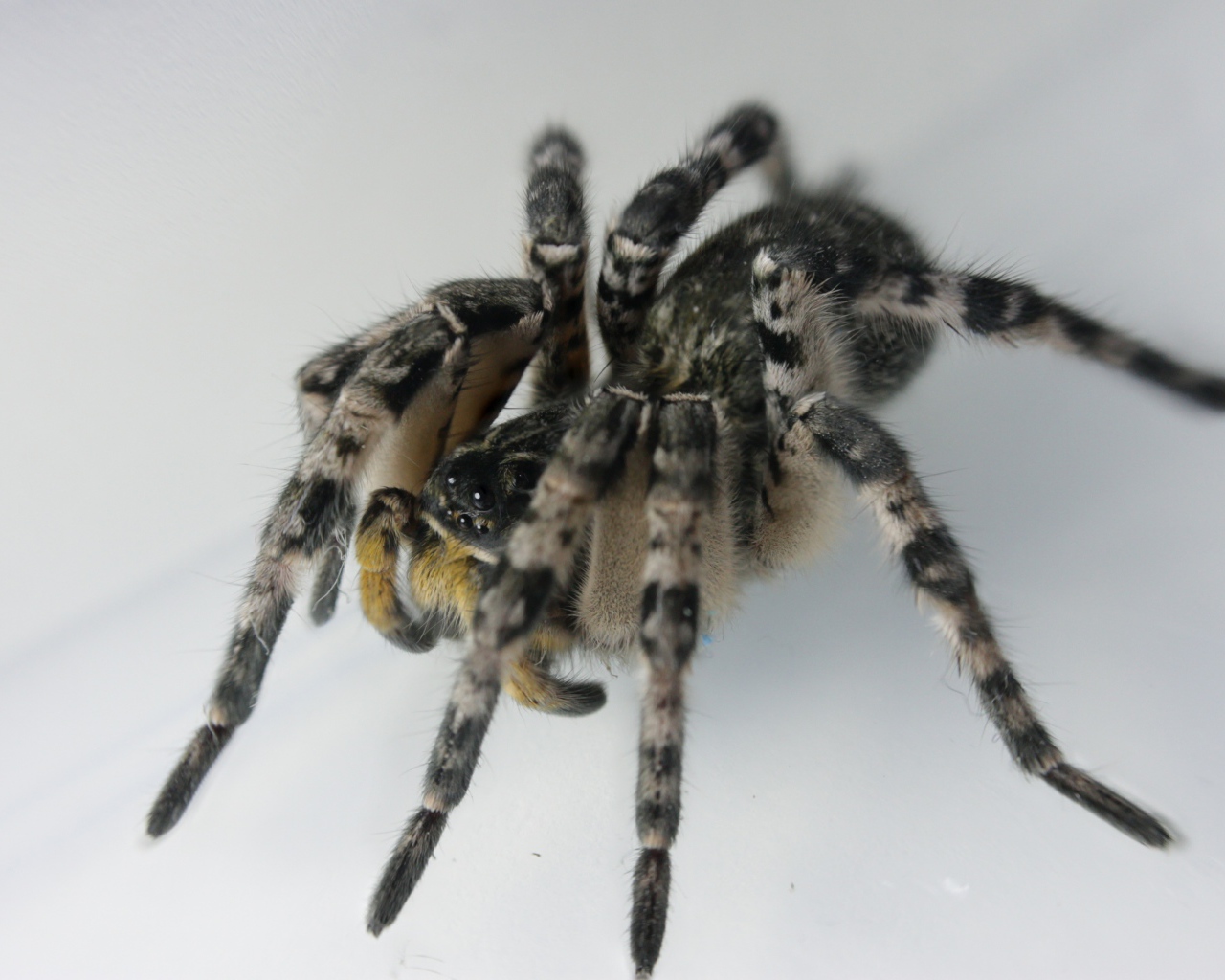 Большой паук на сером фоне крупным планом