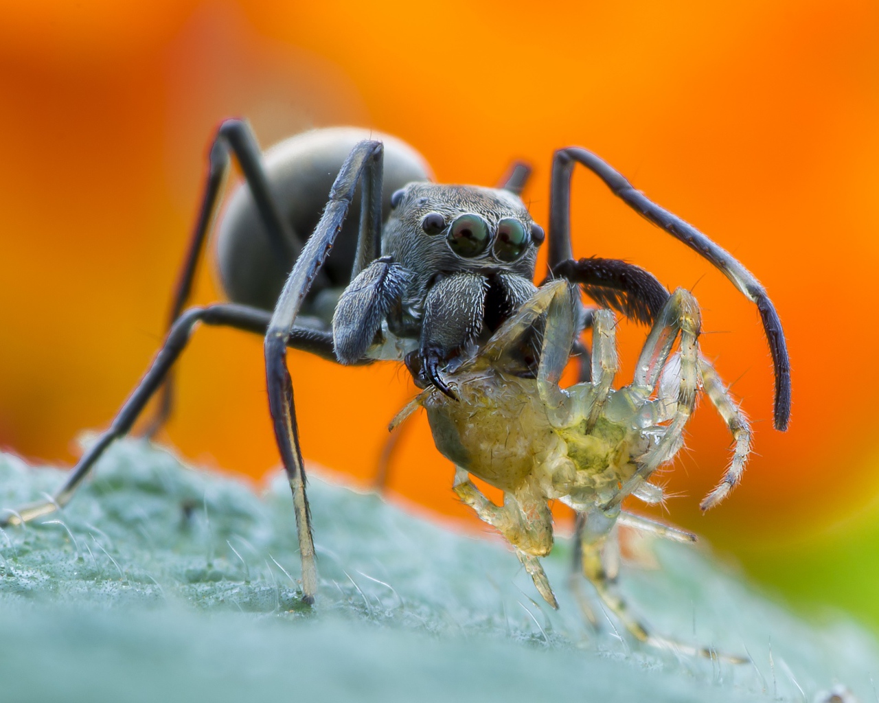 Большой паук с жертвой на листе крупным планом
