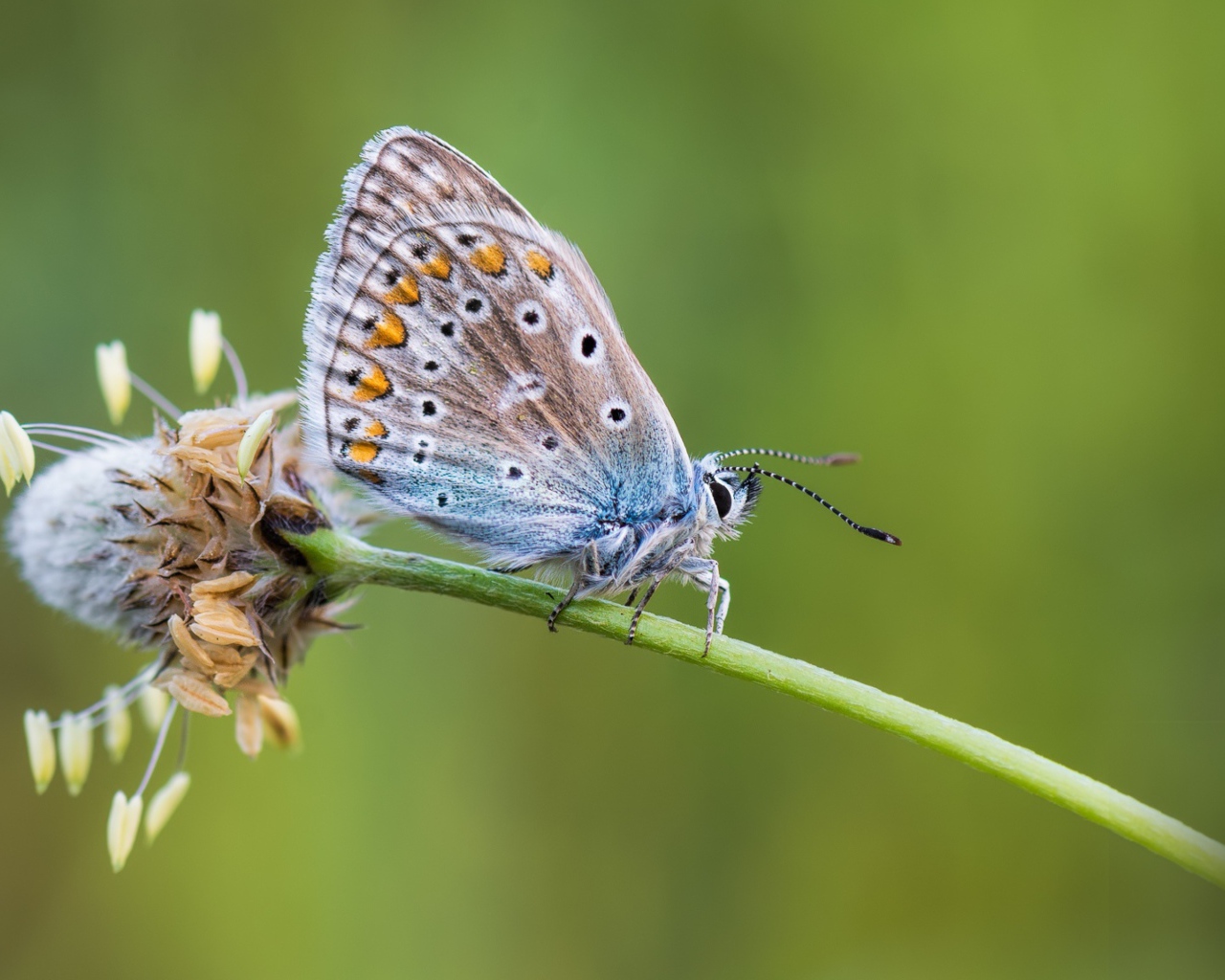 Голубая бабочка сидит на цветке 