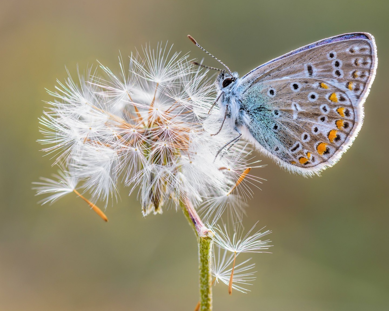 Голубая бабочка сидит на одуванчике