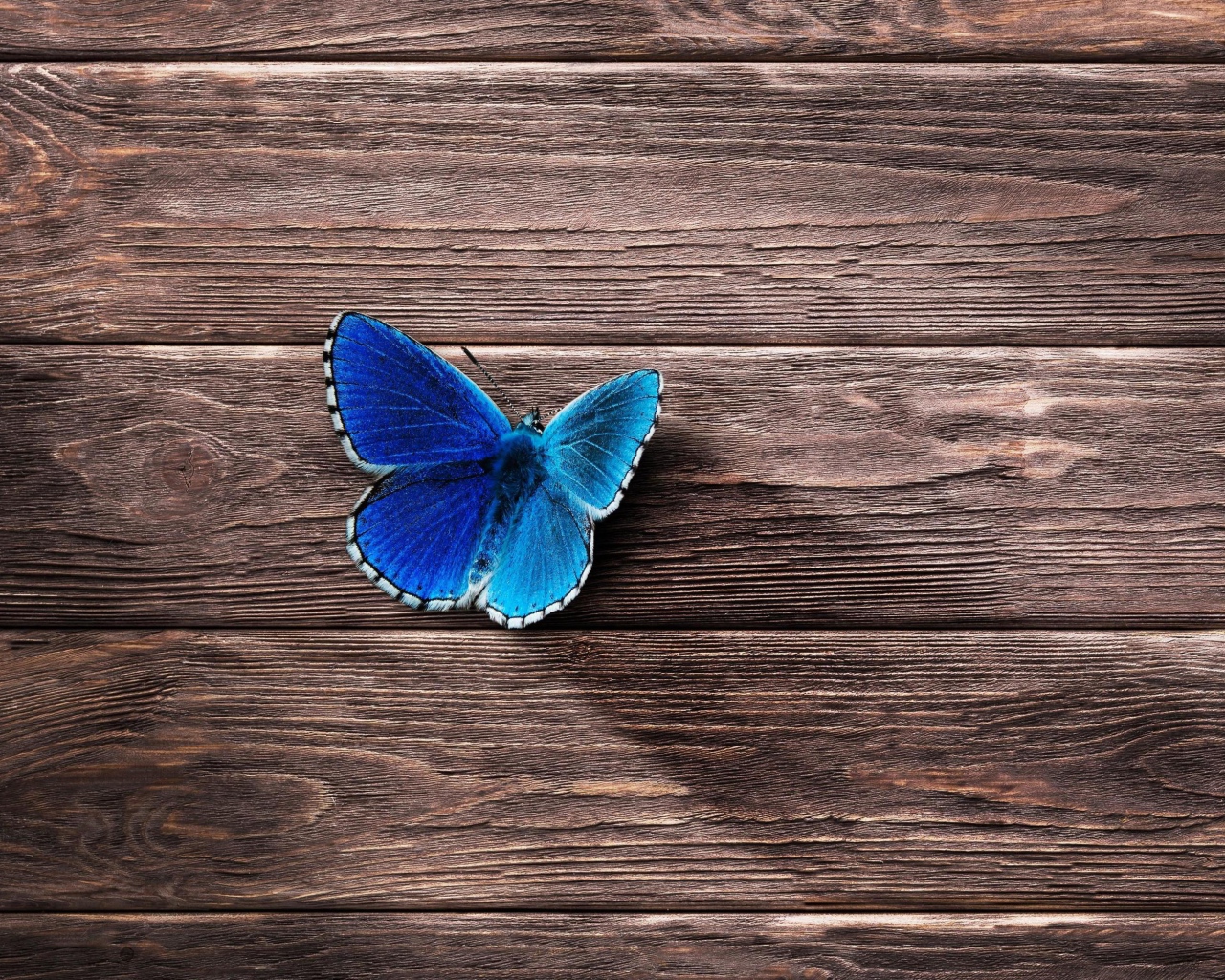 Голубая бабочка сидит на деревянной поверхности 