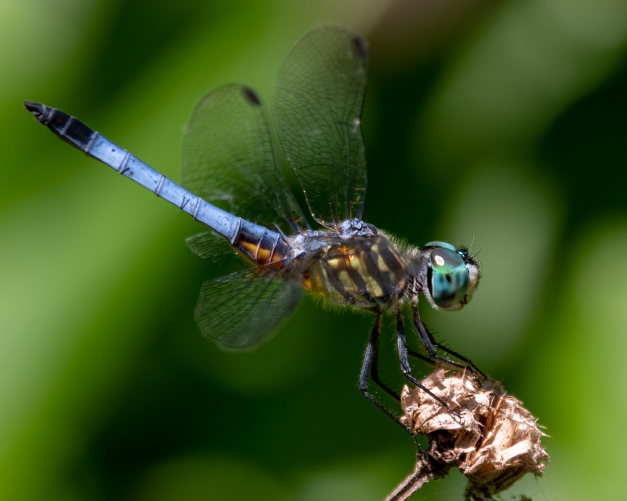 Голубая стрекоза сидит на цветке