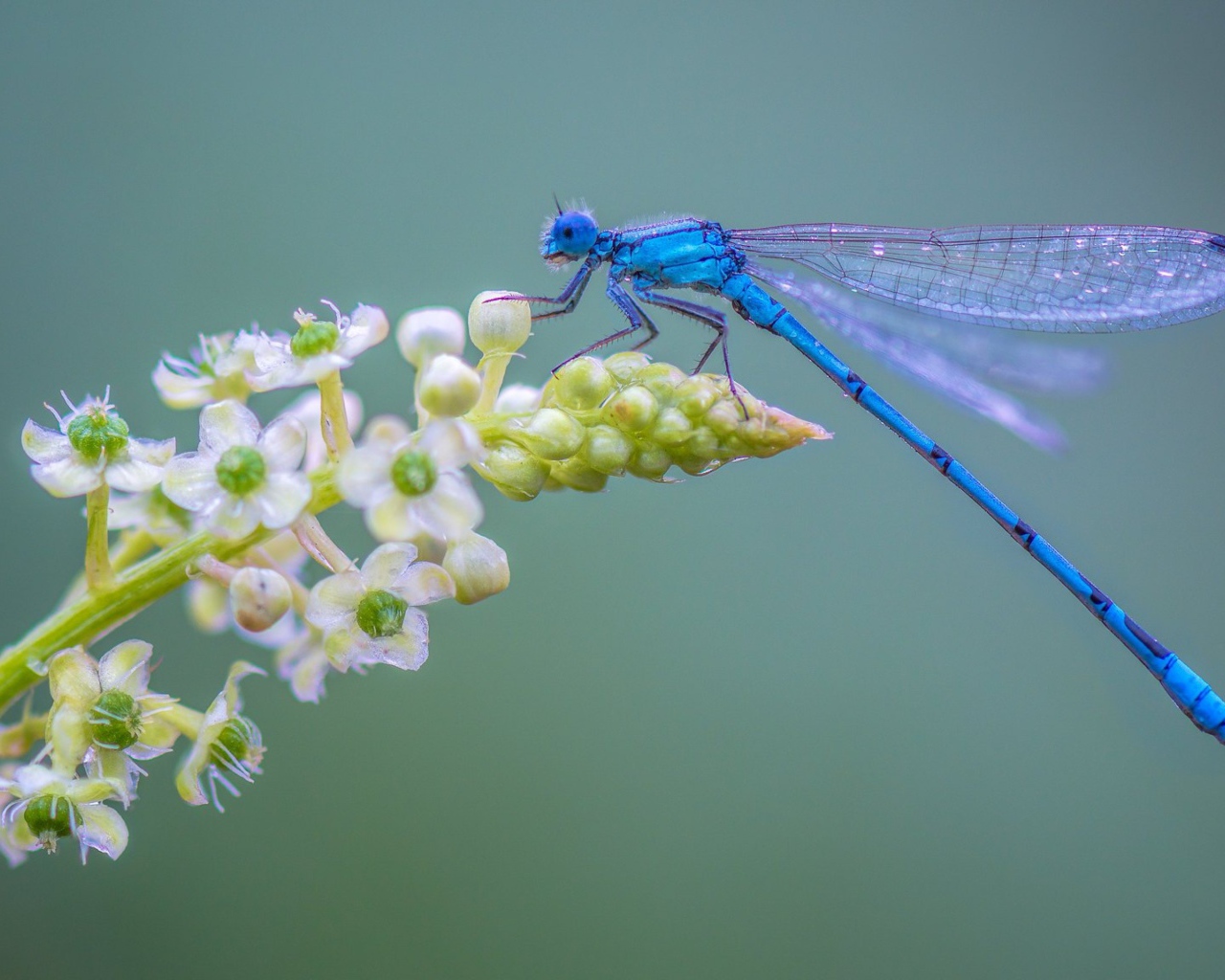 Голубая стрекоза сидит на цветке на сером фоне