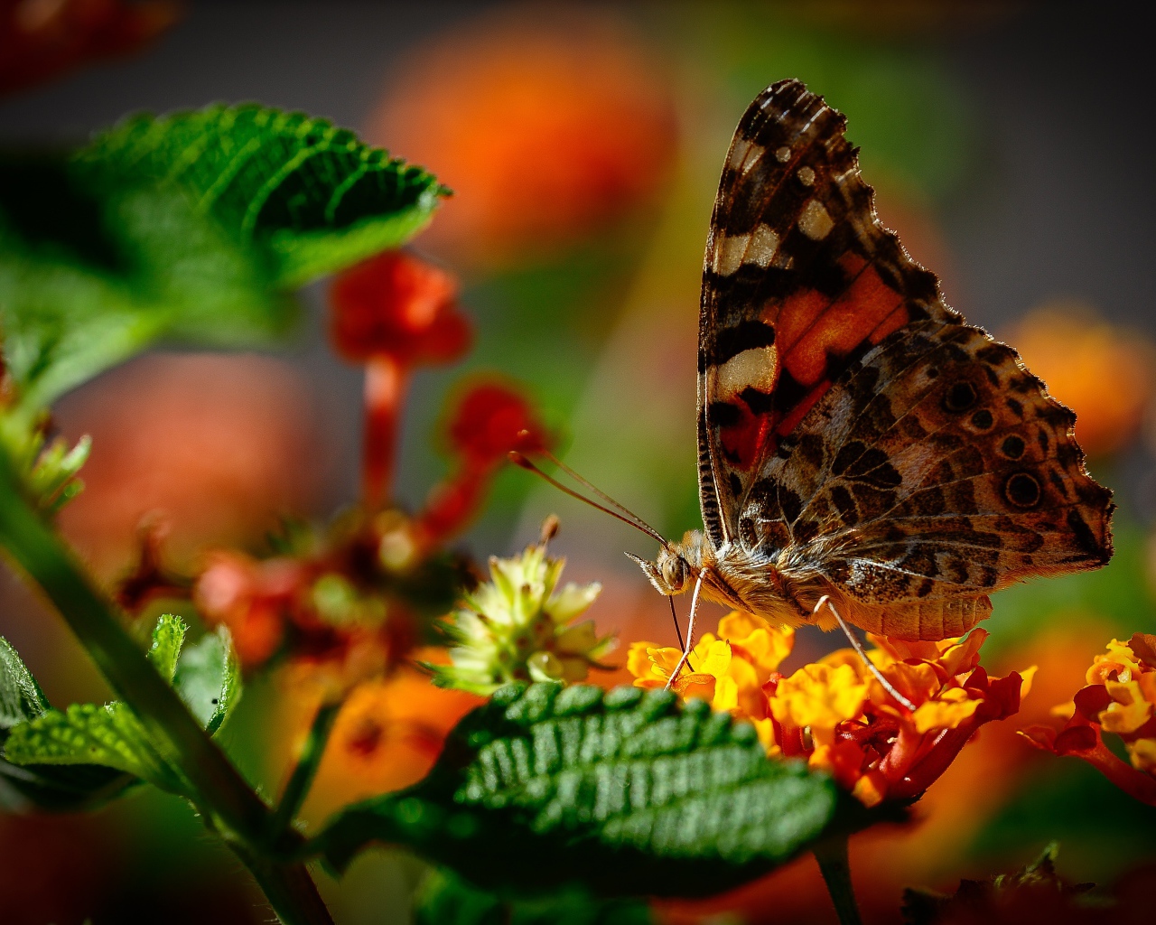 Коричневая бабочка сидит на оранжевом цветке