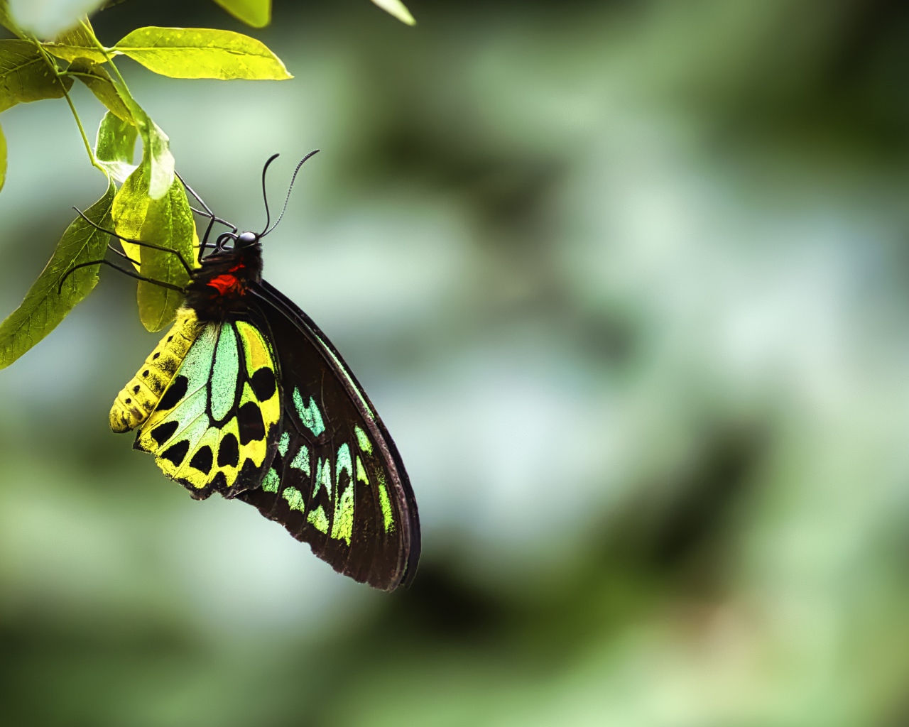 Бабочка сидит на зеленом листе