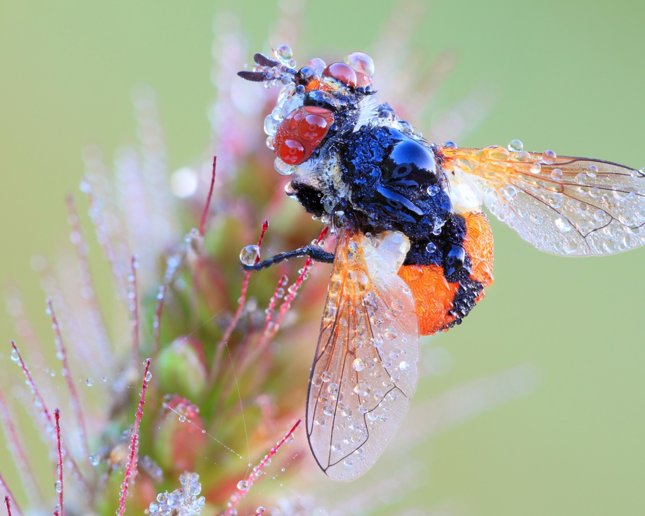 Муха в каплях росы на цветке макросъемка