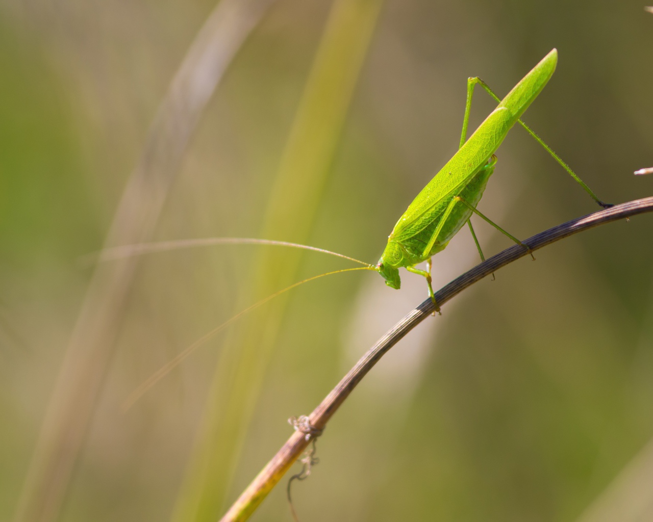 Зеленый кузнечик сидит на траве 
