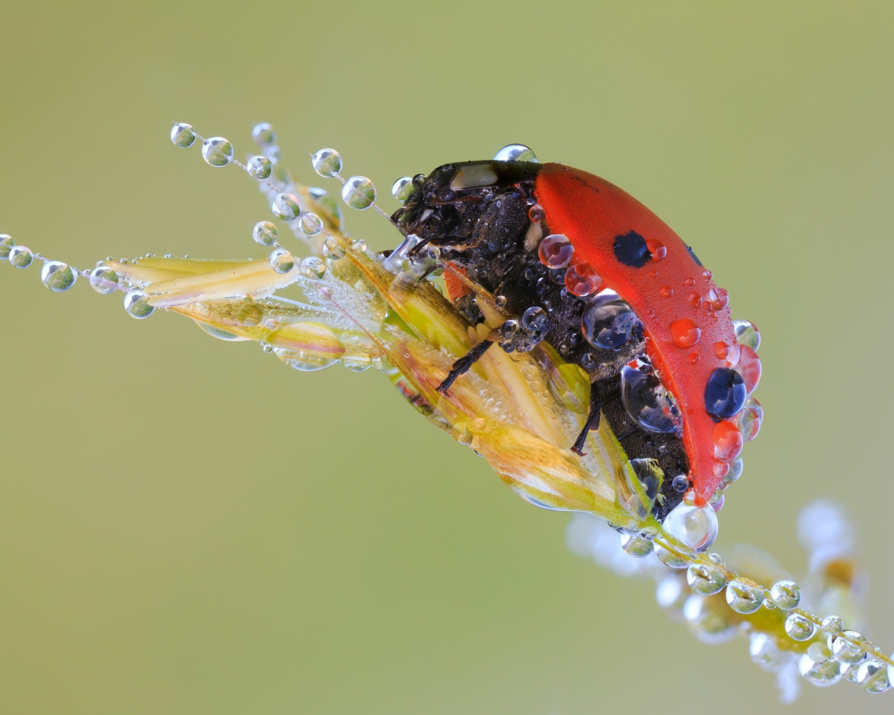 Божья коровка в каплях росы на колоске макросъемка