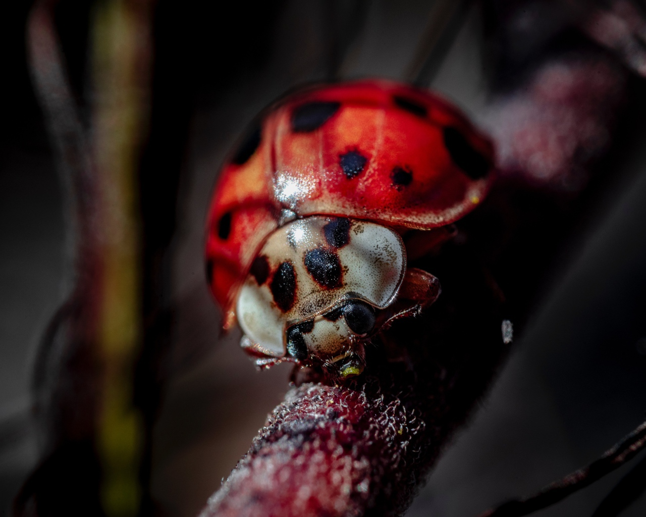 Божья коровка на ветке крупным планом