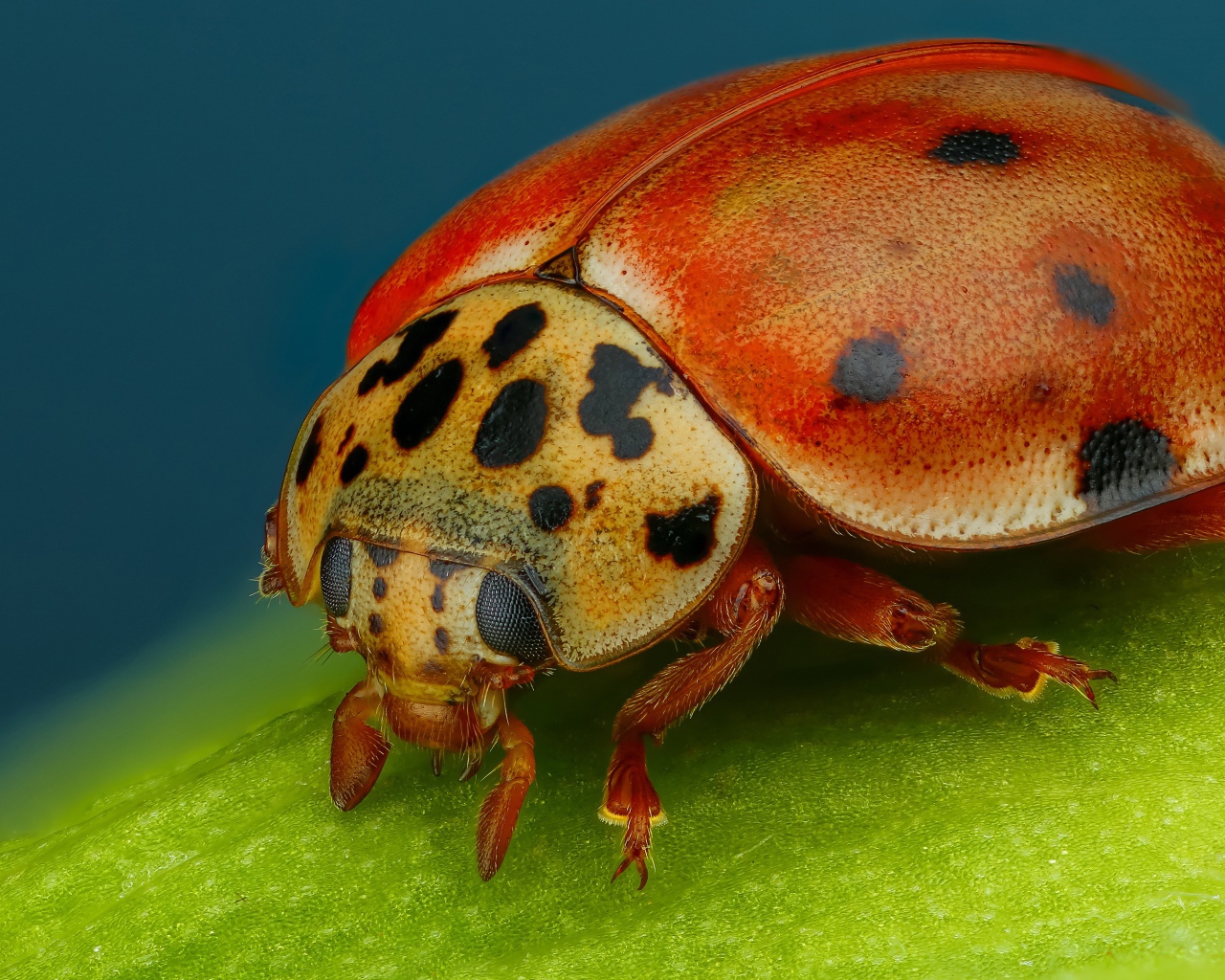 Божья коровка на зеленом листе крупным планом