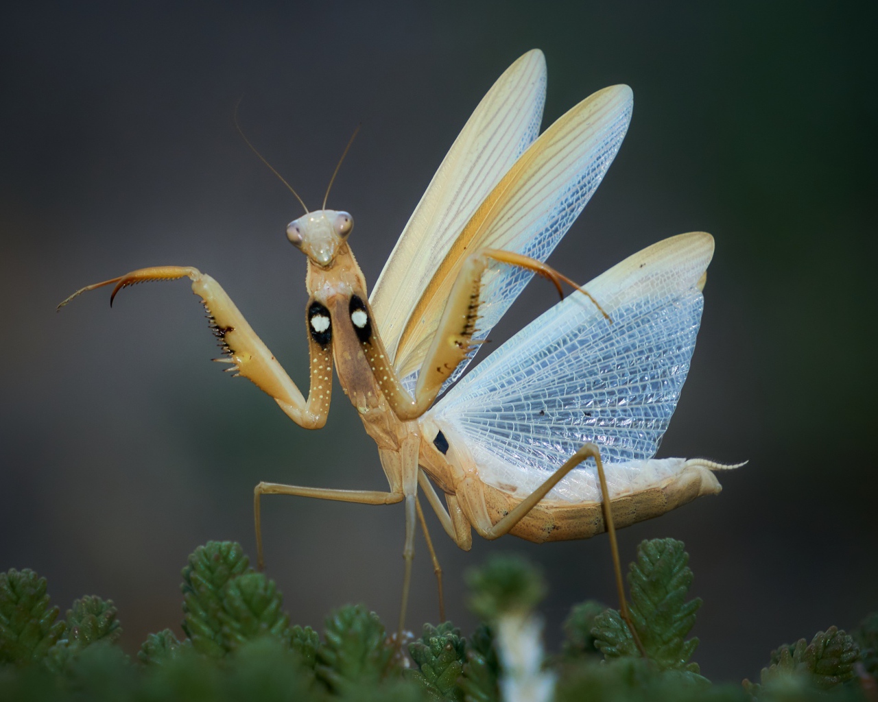Большой богомол с прозрачными крыльями
