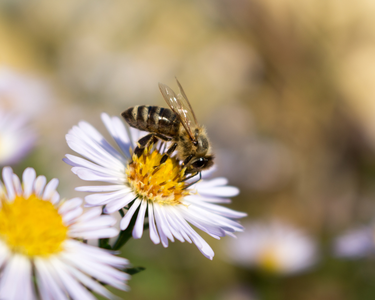 Маленькая пчела сидит на цветке сентябринки