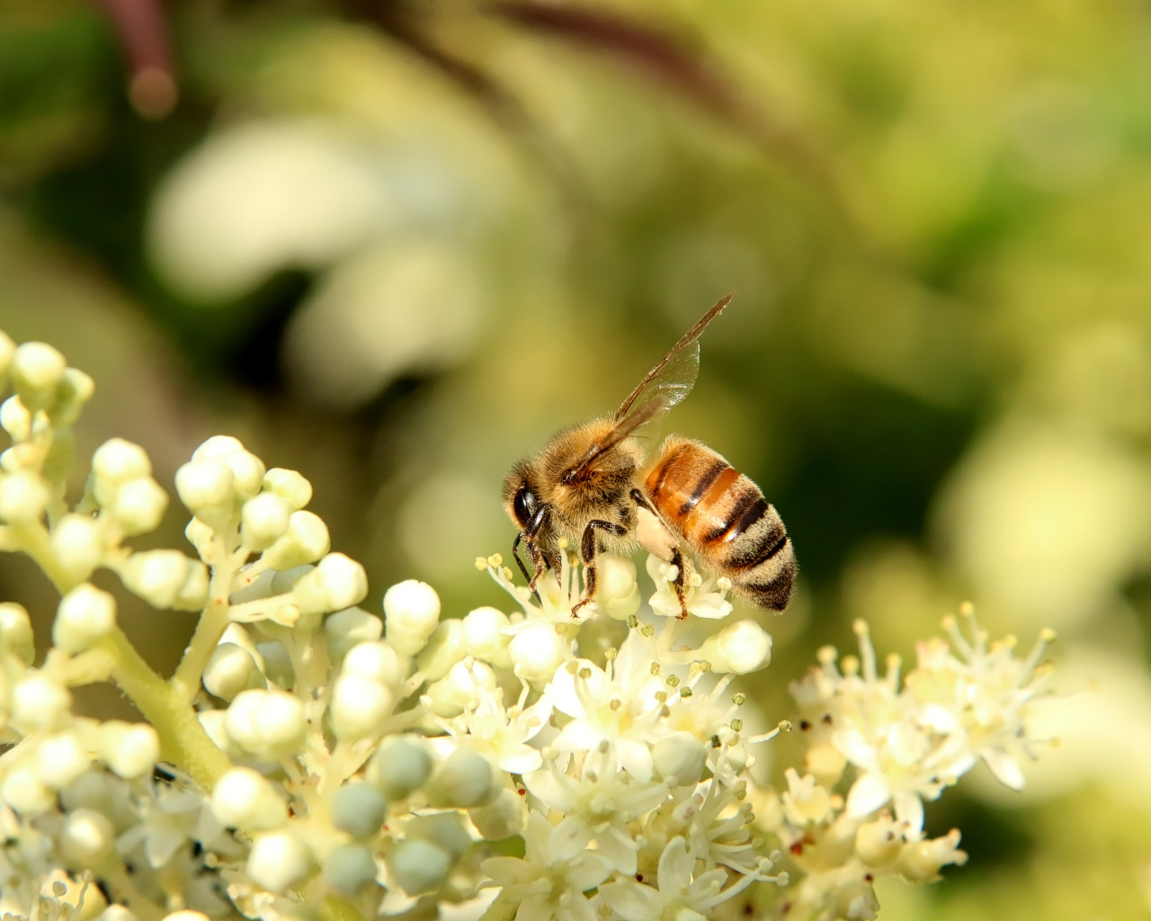 Маленькая пчела сидит на белом цветке