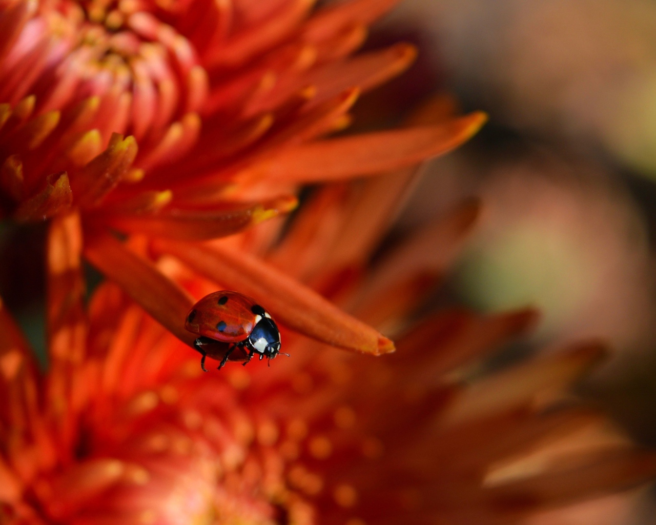 Маленькая красная божья коровка на цветке 