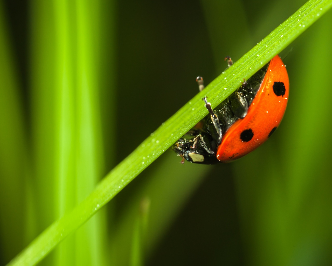 Маленькая красная божья коровка сидит на зеленой траве