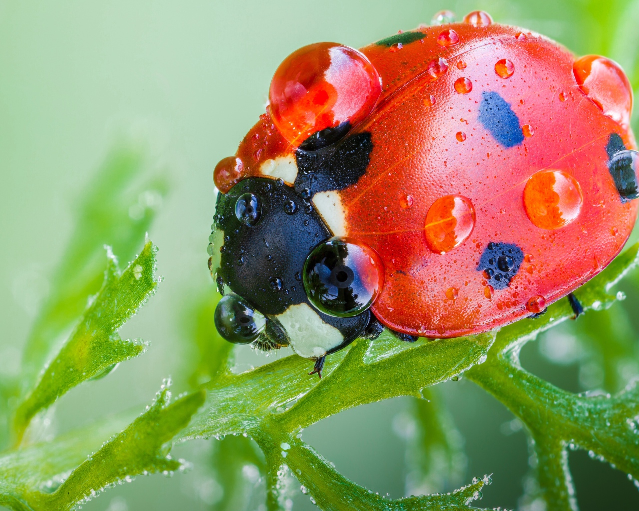 Красная божья коровка в каплях росы на зеленом листе макросъемка