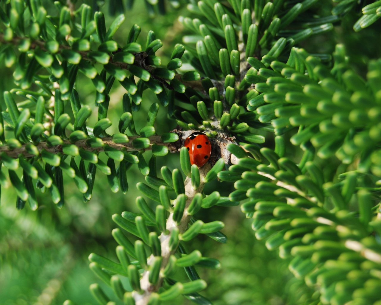 Красная божья коровка на зеленой ветке