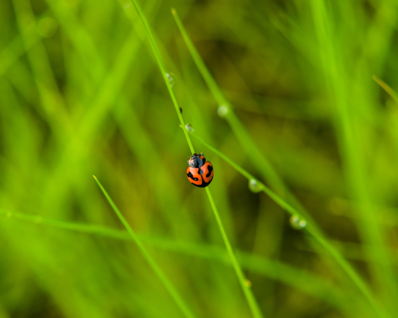 Красная божья коровка сидит на зеленой траве