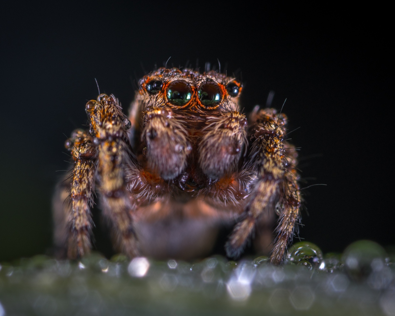 Лохматый паук крупным планом