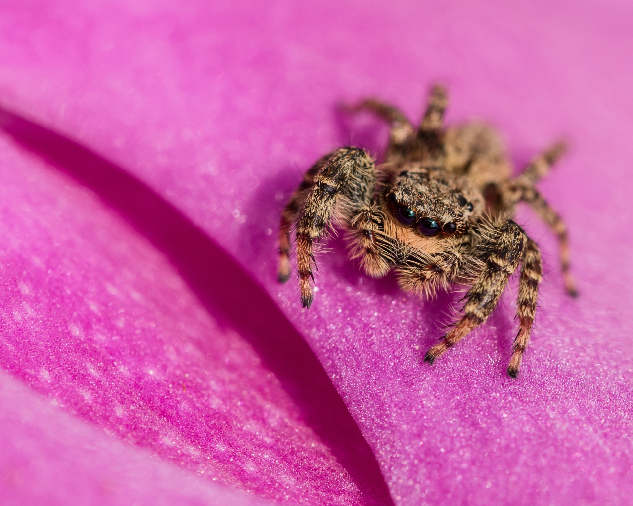 Паук крупным планом на розовом лепестке